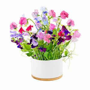 Pot of Flowers Kit - Sweet Pea