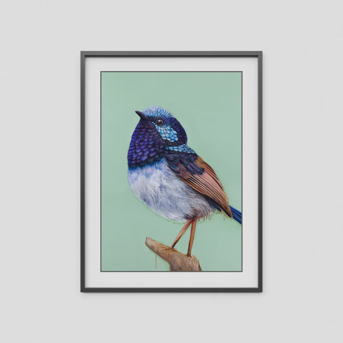 A4 Art Print - Pip the Superb Fairy Wren