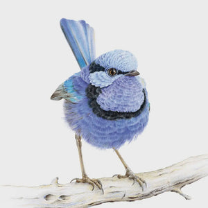 Fine Art Print: Waru the Splendid Fairy Wren