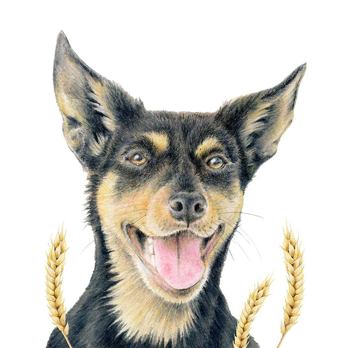 Fine Art Print: Miss Star The Kelpie