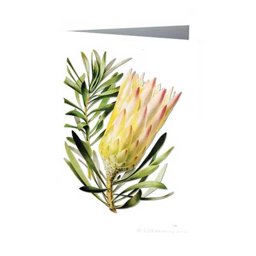 Greeting Card - Sugar Bush Protea Vintage